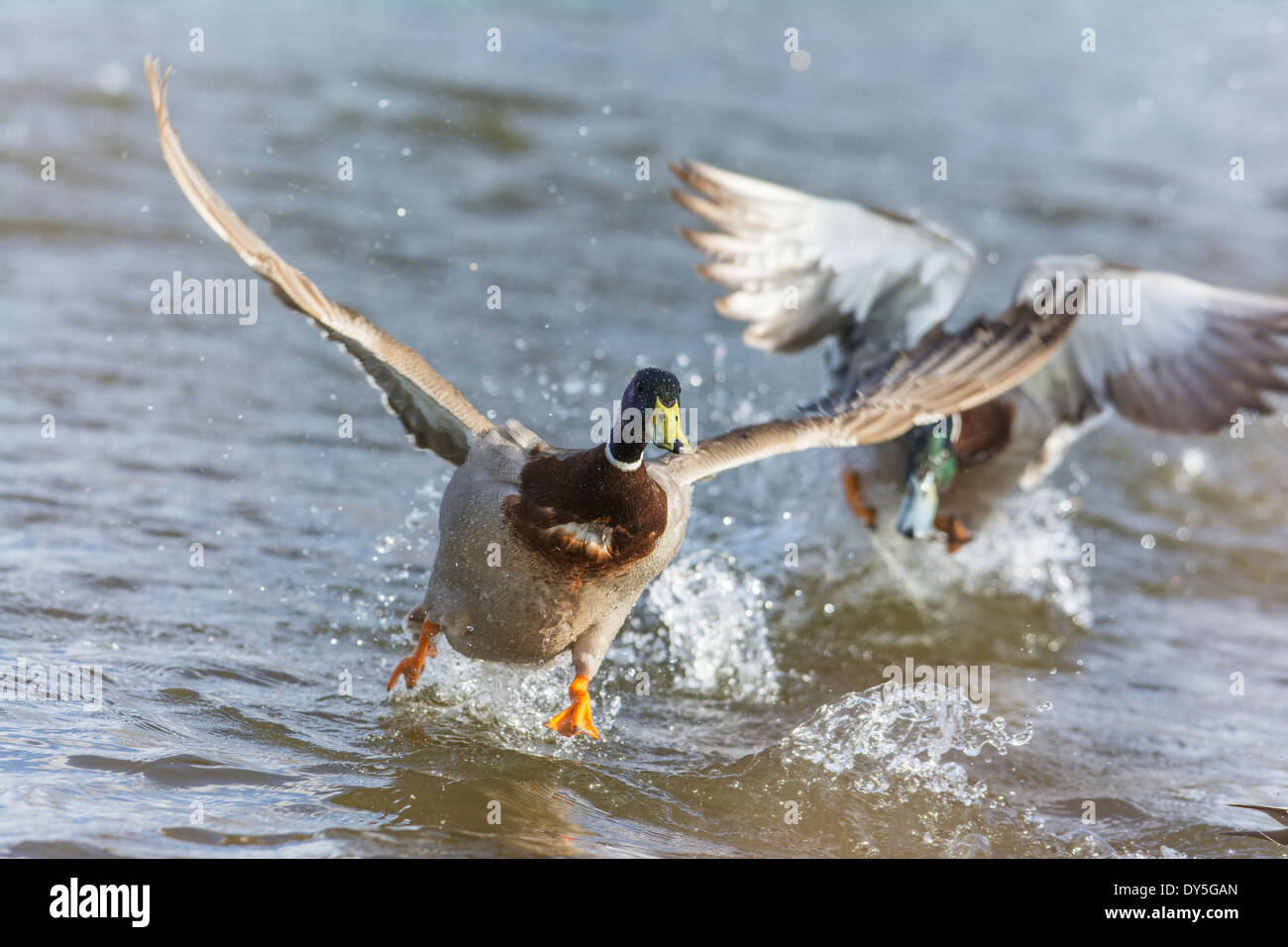 Canard colvert Anas platyrhynchos, drake , les ailes battantes. Banque D'Images