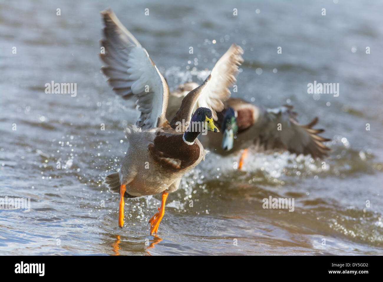 Canard colvert Anas platyrhynchos, drake , les ailes battantes. Banque D'Images