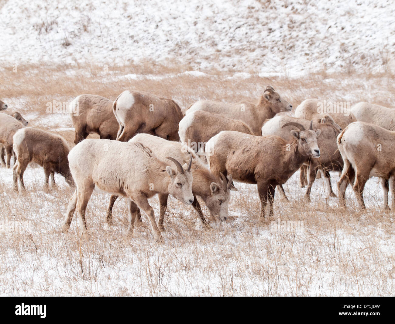 Un troupeau de Rocky Mountain bighorn (Ovis canadensis) à la fin de l'hiver dans le parc national Jasper, Alberta, Canada. Banque D'Images