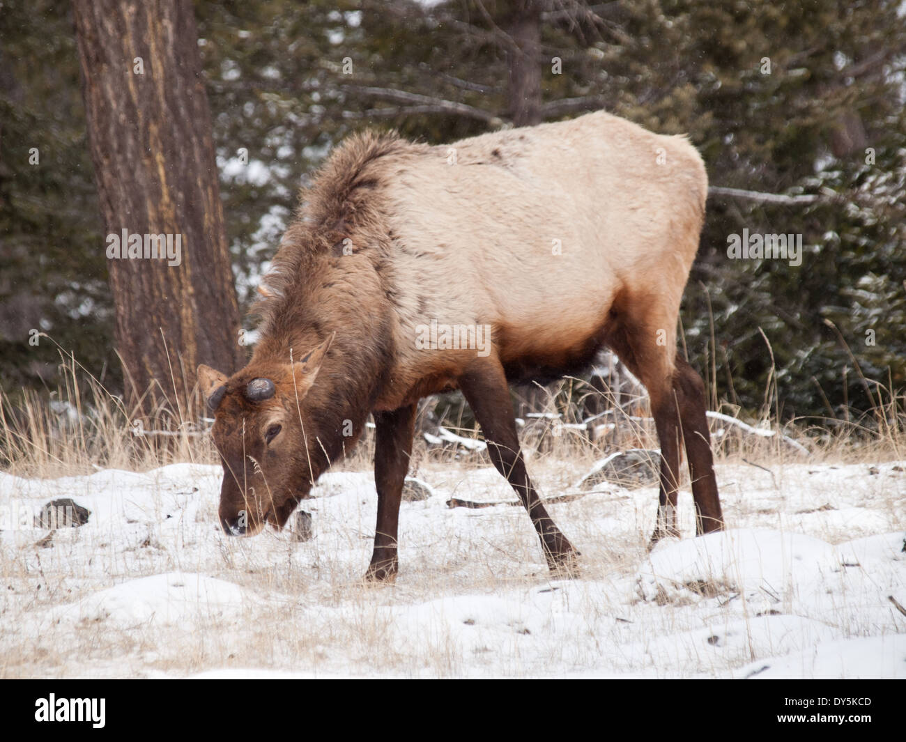 Un mâle bull le wapiti (Cervus canadensis) à la fin de l'hiver, sans sa signature de cerf. Le Parc National Jasper, Alberta, Canada. Banque D'Images