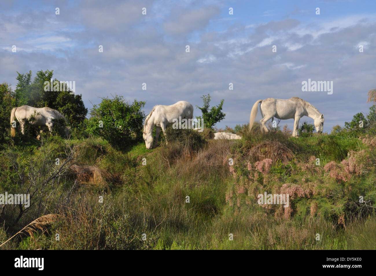 Trois chevaux blancs, ancienne race chevaline originaire de la région de la Camargue dans le sud de la France, le pâturage. Banque D'Images