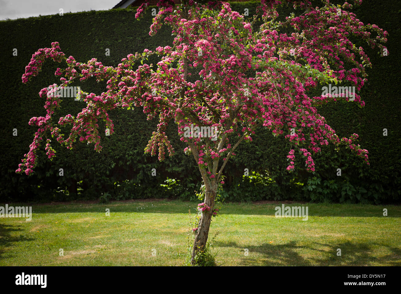 Crataegus 'Paul's Scarlet' floraison dans un jardin anglais dans Maygrass Banque D'Images