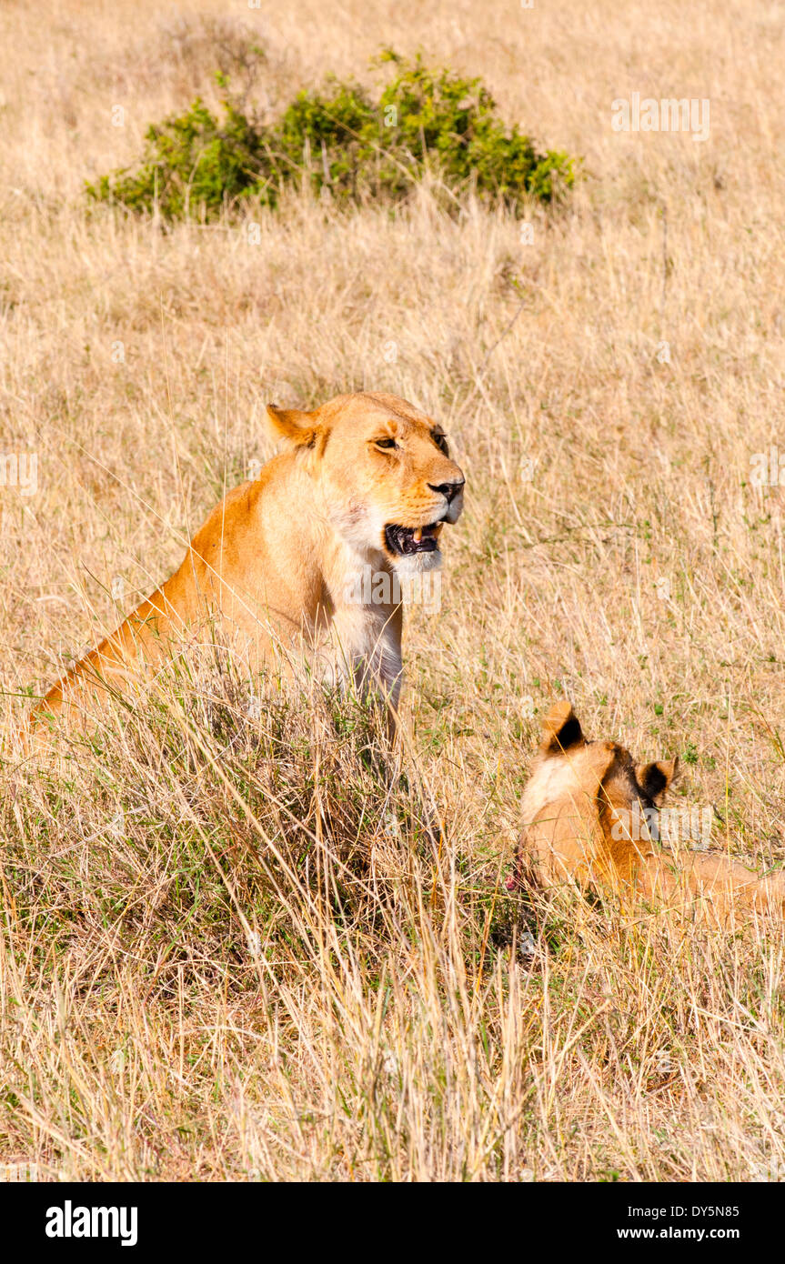 Lion cub avec lioness (Panthera leo), Masai Mara National Reserve, Kenya, Afrique de l'Est, l'Afrique Banque D'Images