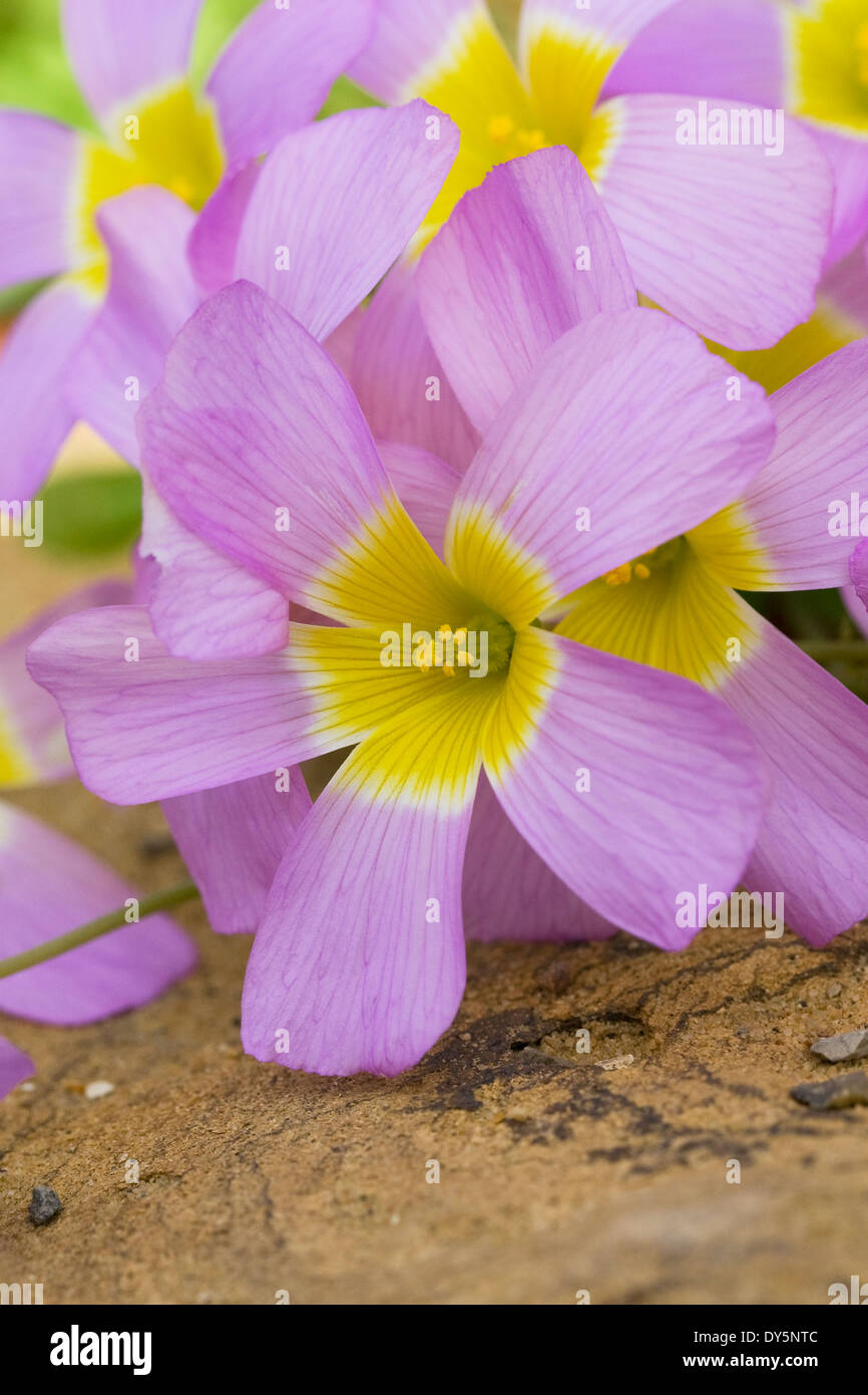 Comosa Oxalis fleurs. Banque D'Images