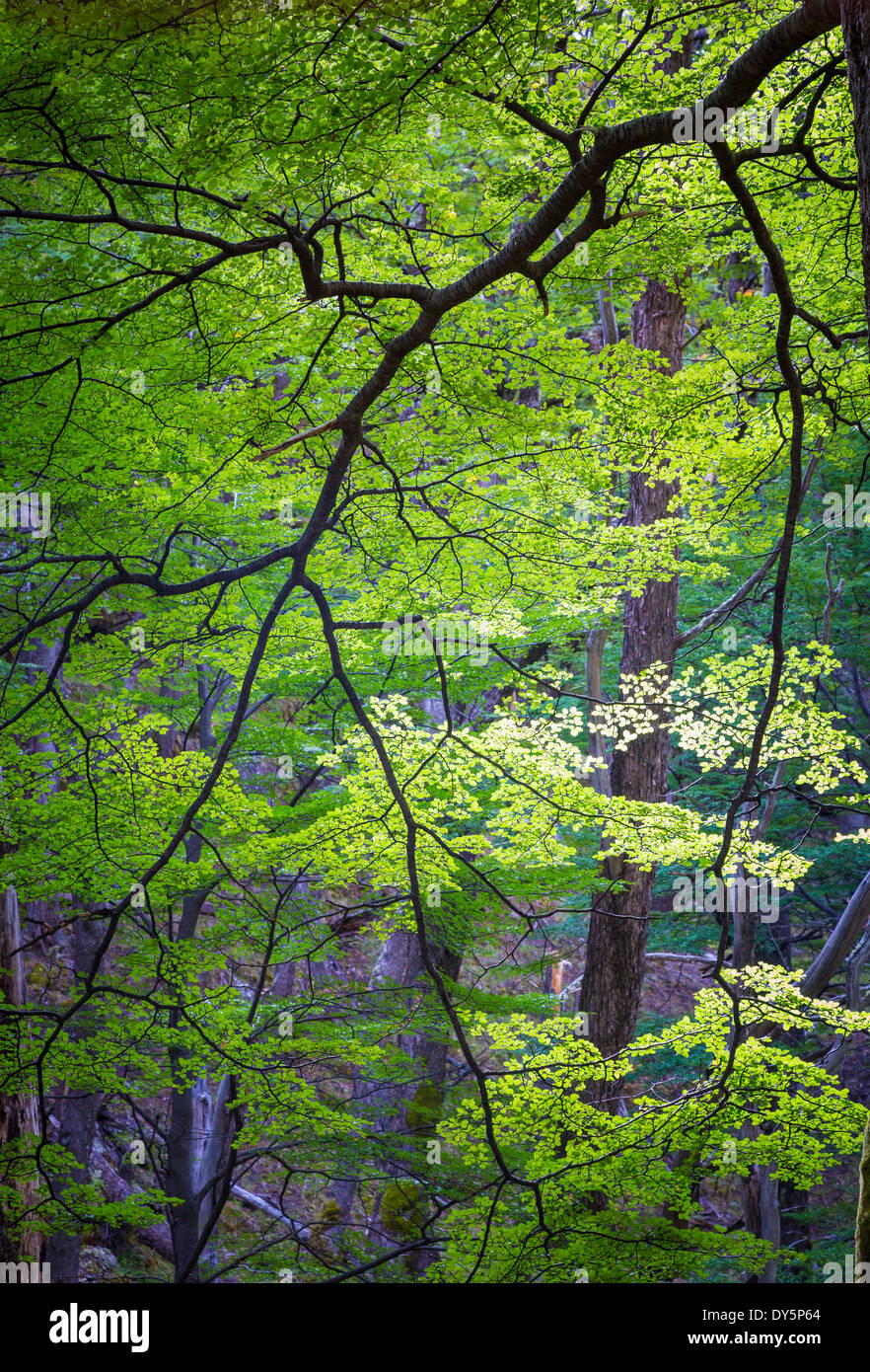 Feuilles vert vif sur l'arbre en forêt dans le Rio de Las Vueltas Valley près de El Chalten, Patagonie, Argentine Banque D'Images