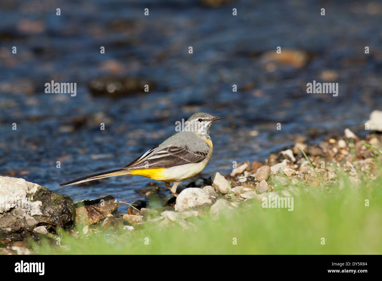 Bergeronnette par un flux permanent Banque D'Images