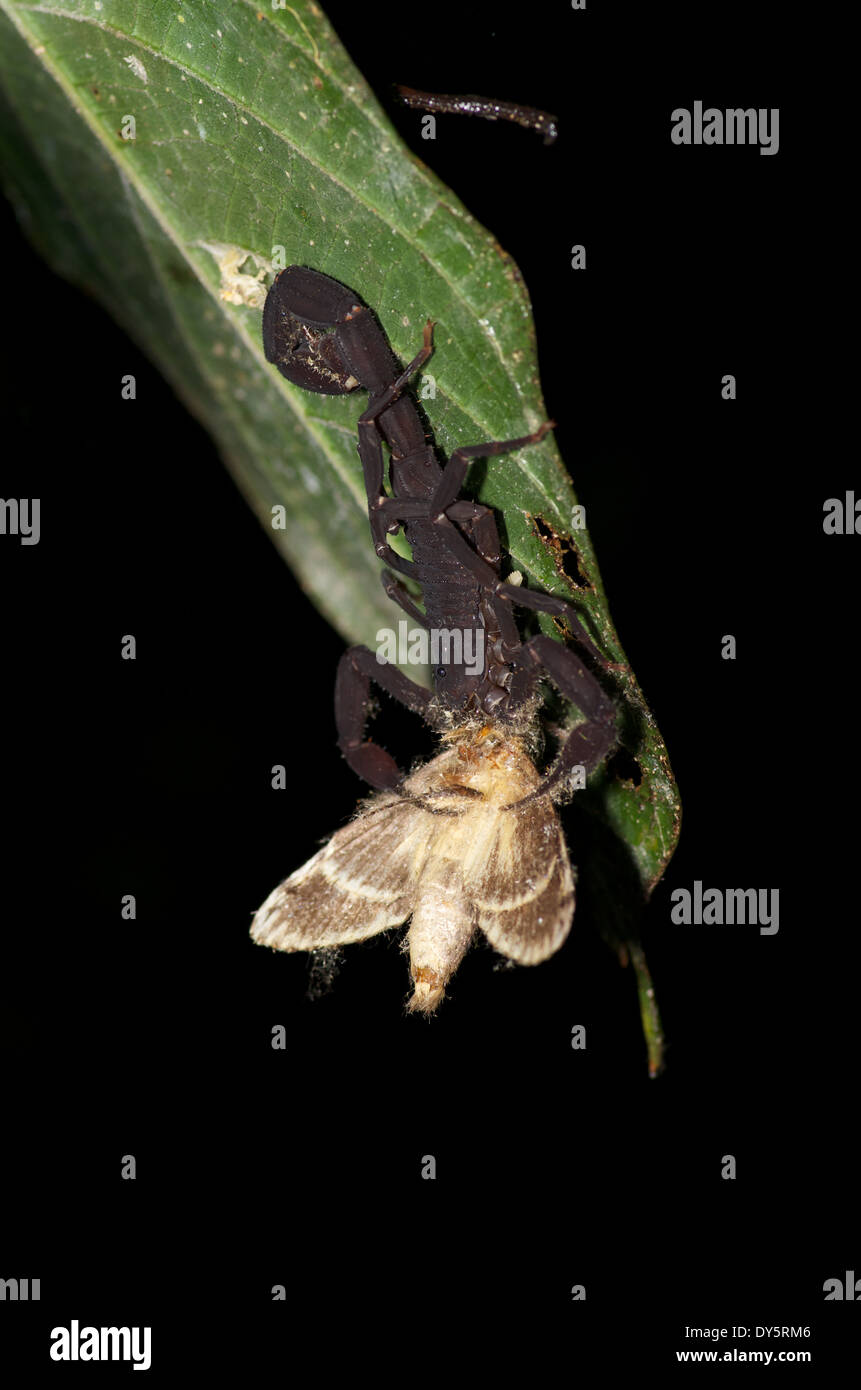 Un scorpion Tityus noir péruvien (asthenes) saisir les espèce proie sur une feuille verte dans la nuit dans le bassin de l'Amazone au Pérou. Banque D'Images