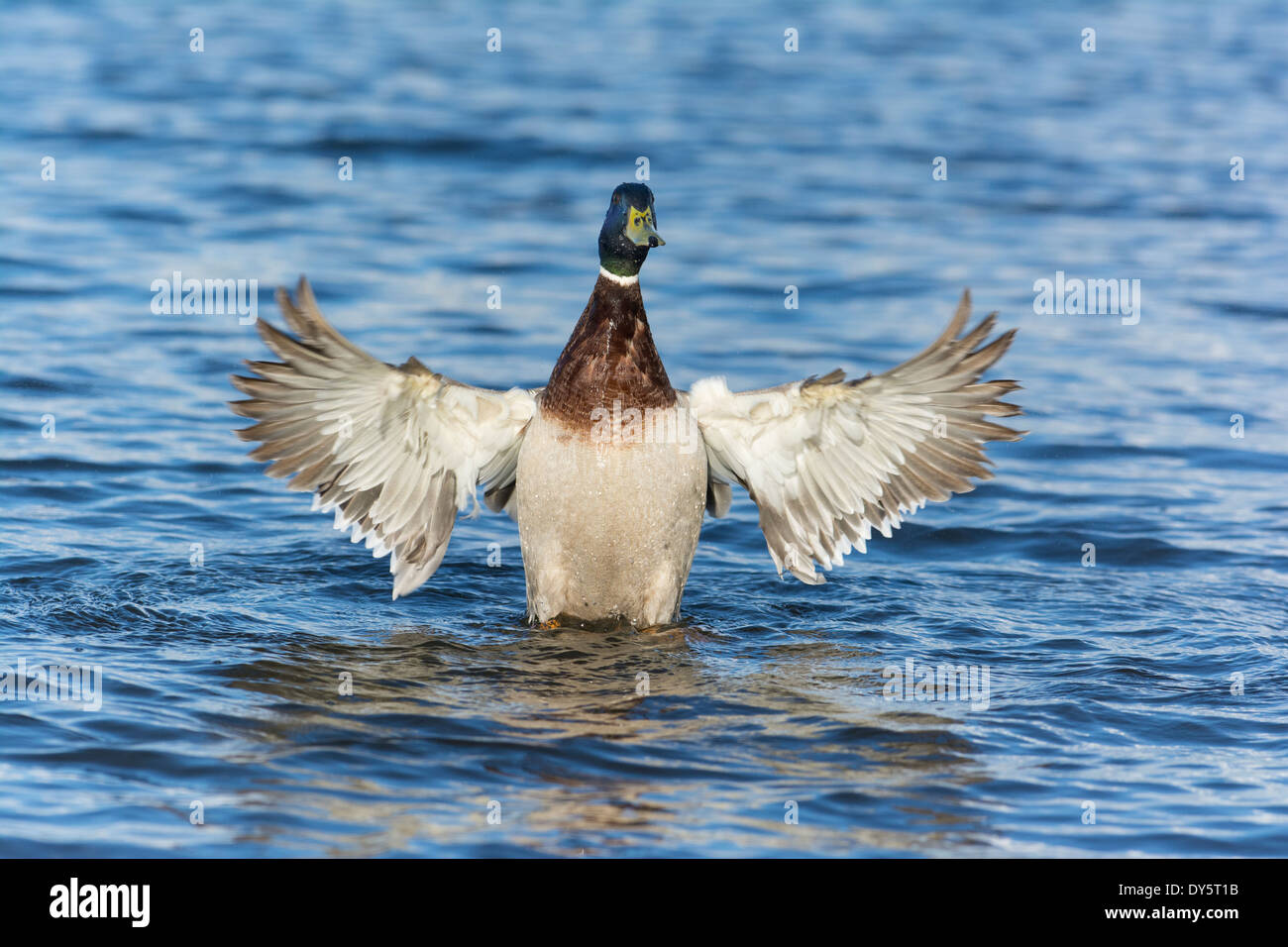 Canard colvert Anas platyrhynchos, drake , les ailes battantes. Banque D'Images
