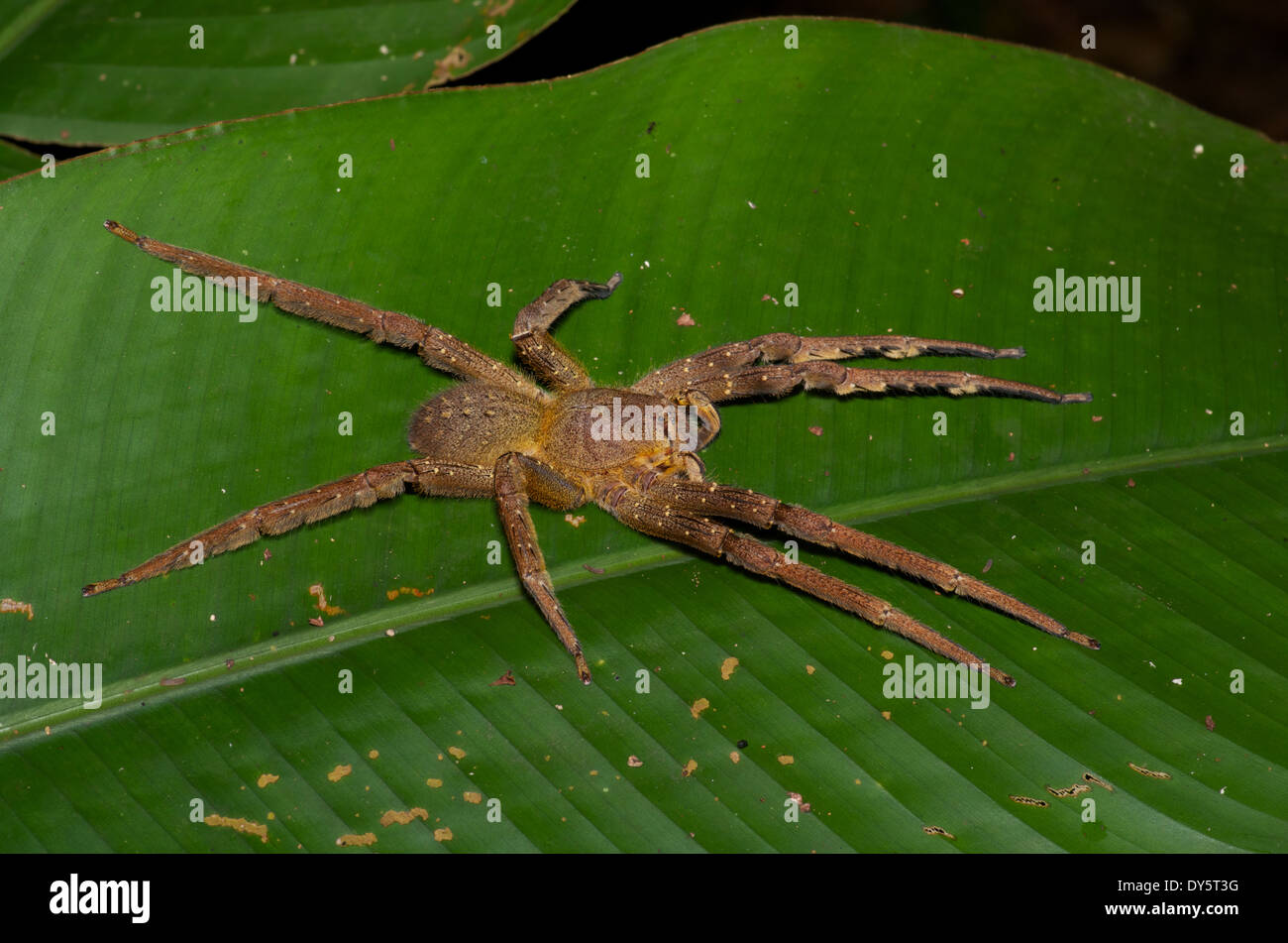 Une grande araignée étalée sur une feuille verte dans la nuit dans le bassin de l'Amazone au Pérou. Banque D'Images