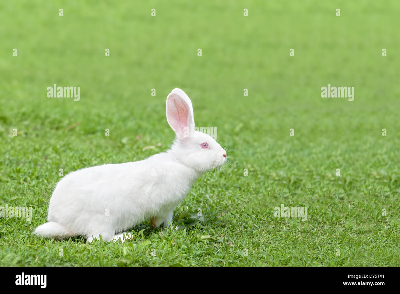 Lapin blanc dans l'herbe libre Banque D'Images