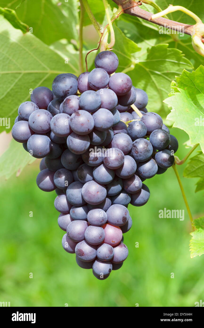 Vin rouge le raisin, Uhlbach, Baden Wurtemberg, Allemagne, Europe Banque D'Images