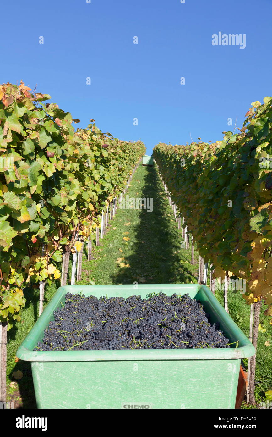 Vendanges, Esslingen, Baden Wurtemberg, Allemagne, Europe Banque D'Images
