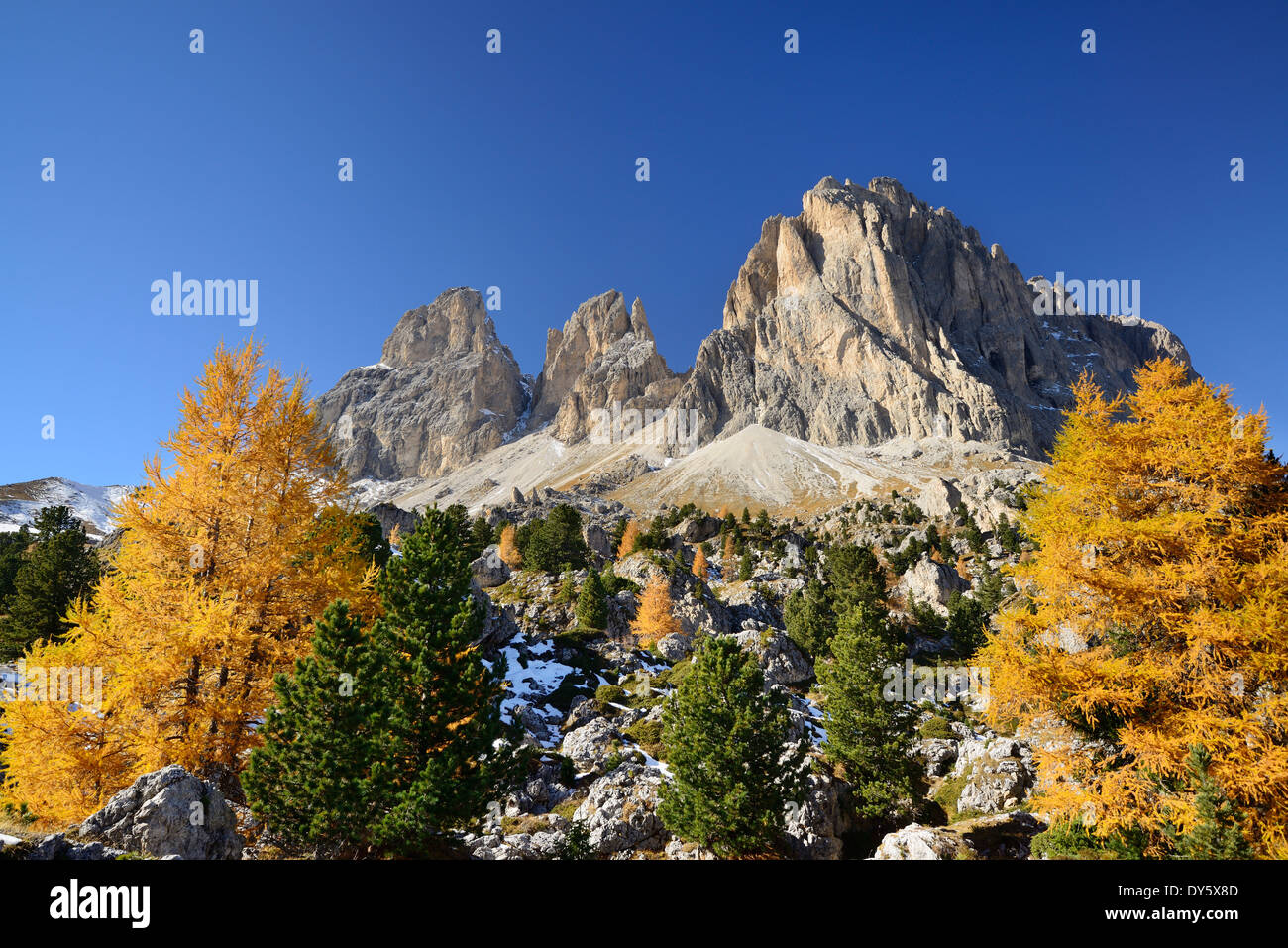 Au-delà de Langkofel Steinerne Stadt avec mélèze arbres en automne les couleurs, gamme Langkofel, Dolomites, Site du patrimoine mondial de l'UNESCO Banque D'Images