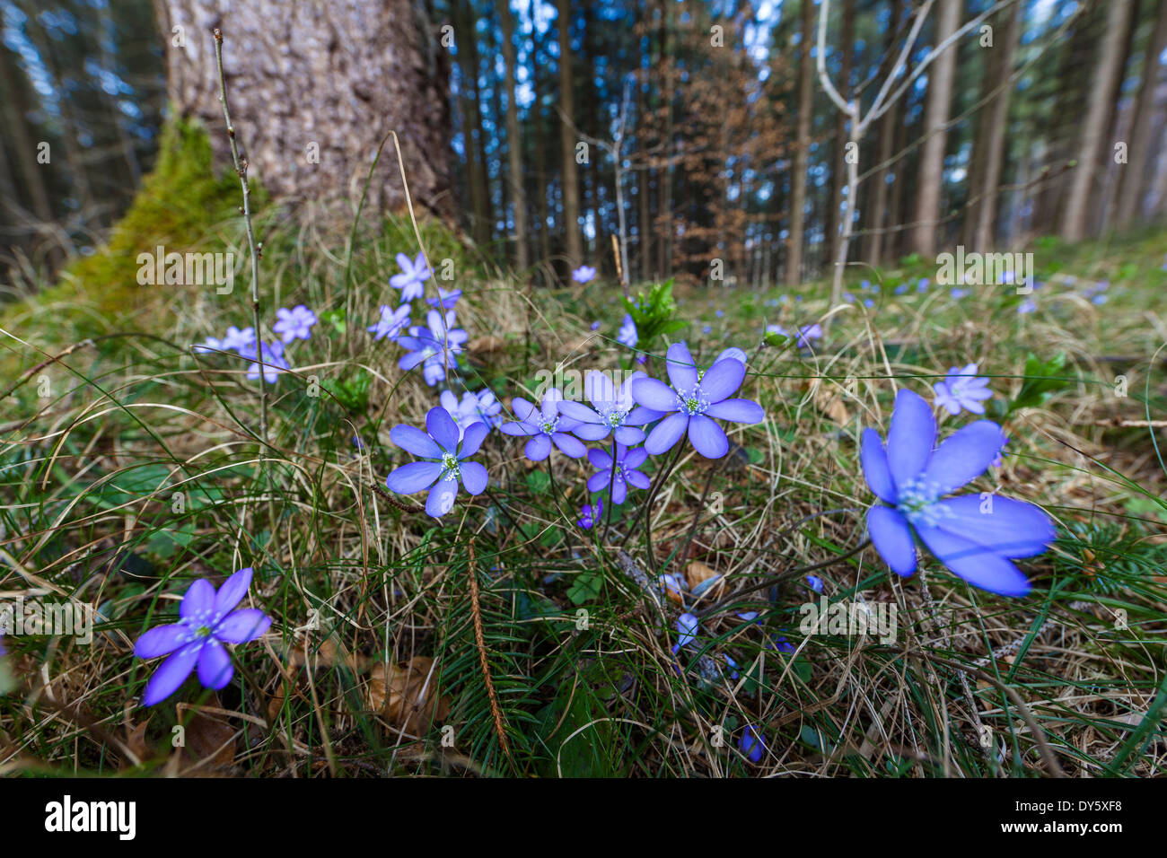 L'hépatique, Hepatica nobilis, fleurs, fleur de l'année 2013, Bavière, Allemagne Banque D'Images