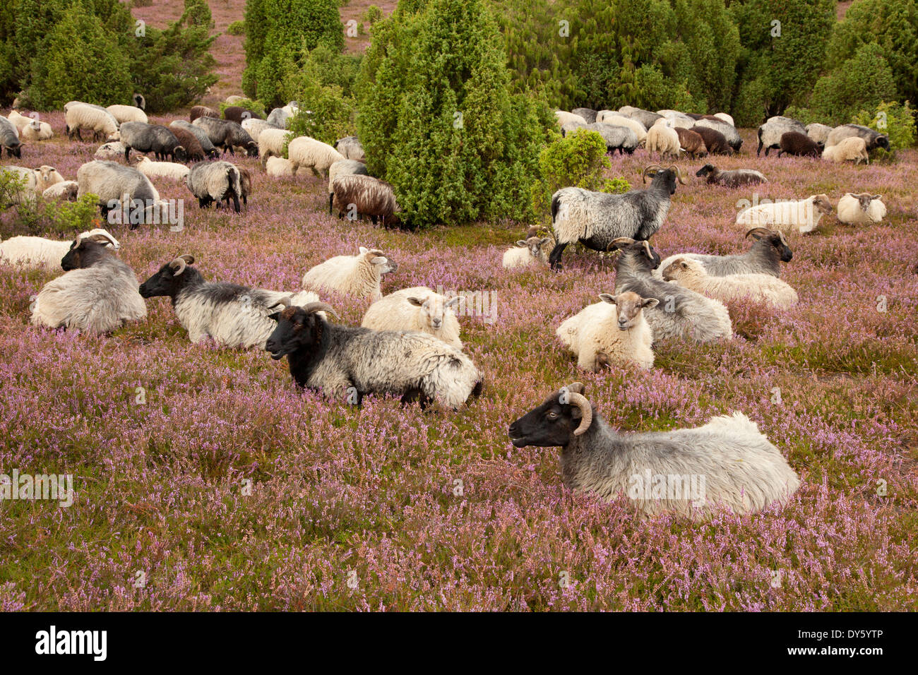 Mouton à Lueneburger Heide, Lueneburg Heath, Basse-Saxe, Allemagne, Europe Banque D'Images