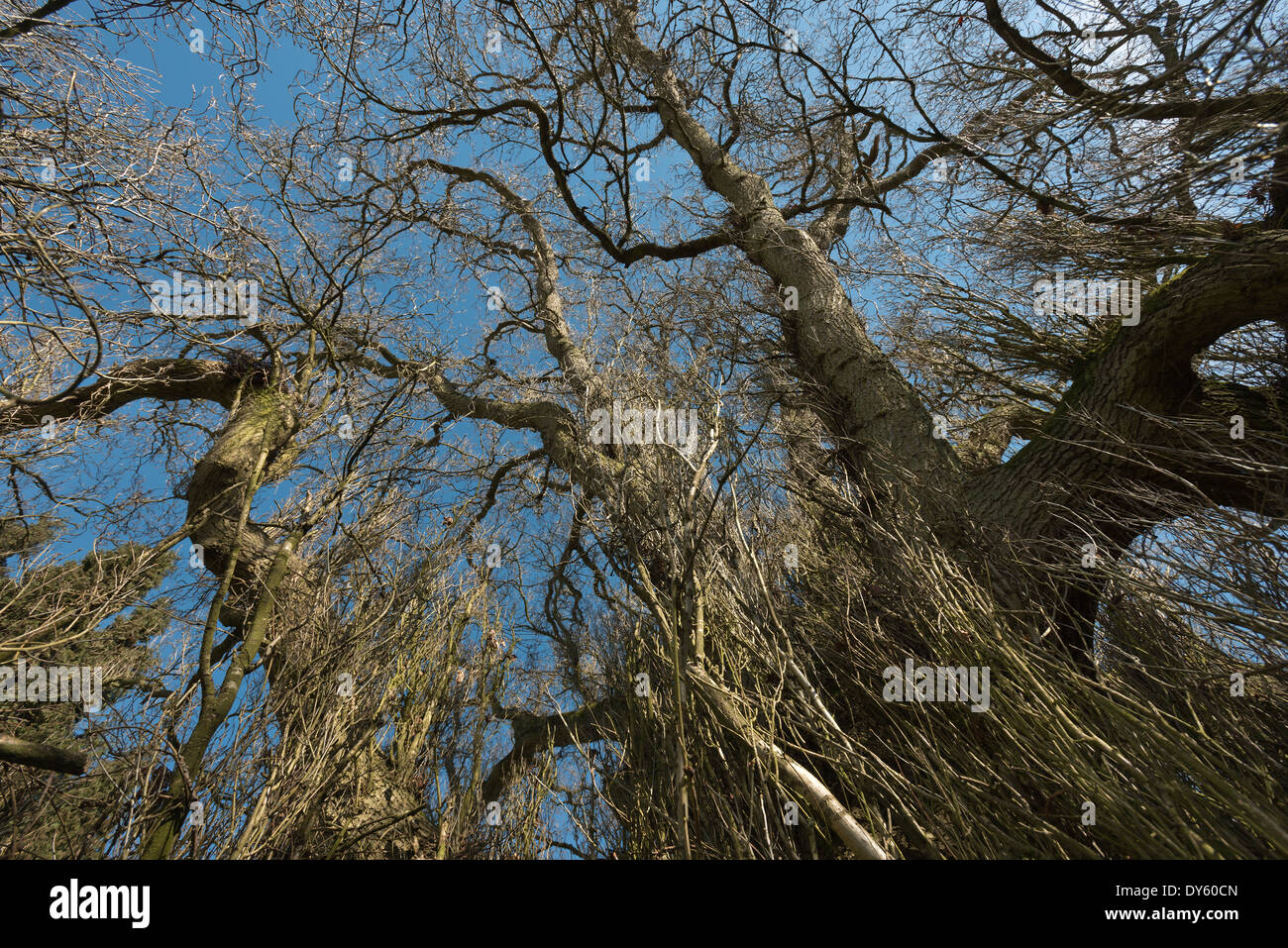 Vieille mature énorme arbre Peuplier noir sauvage dépourvue de feuilles avec des arrangements intéressants de l'écorce des branches et brindilles de lignes Banque D'Images