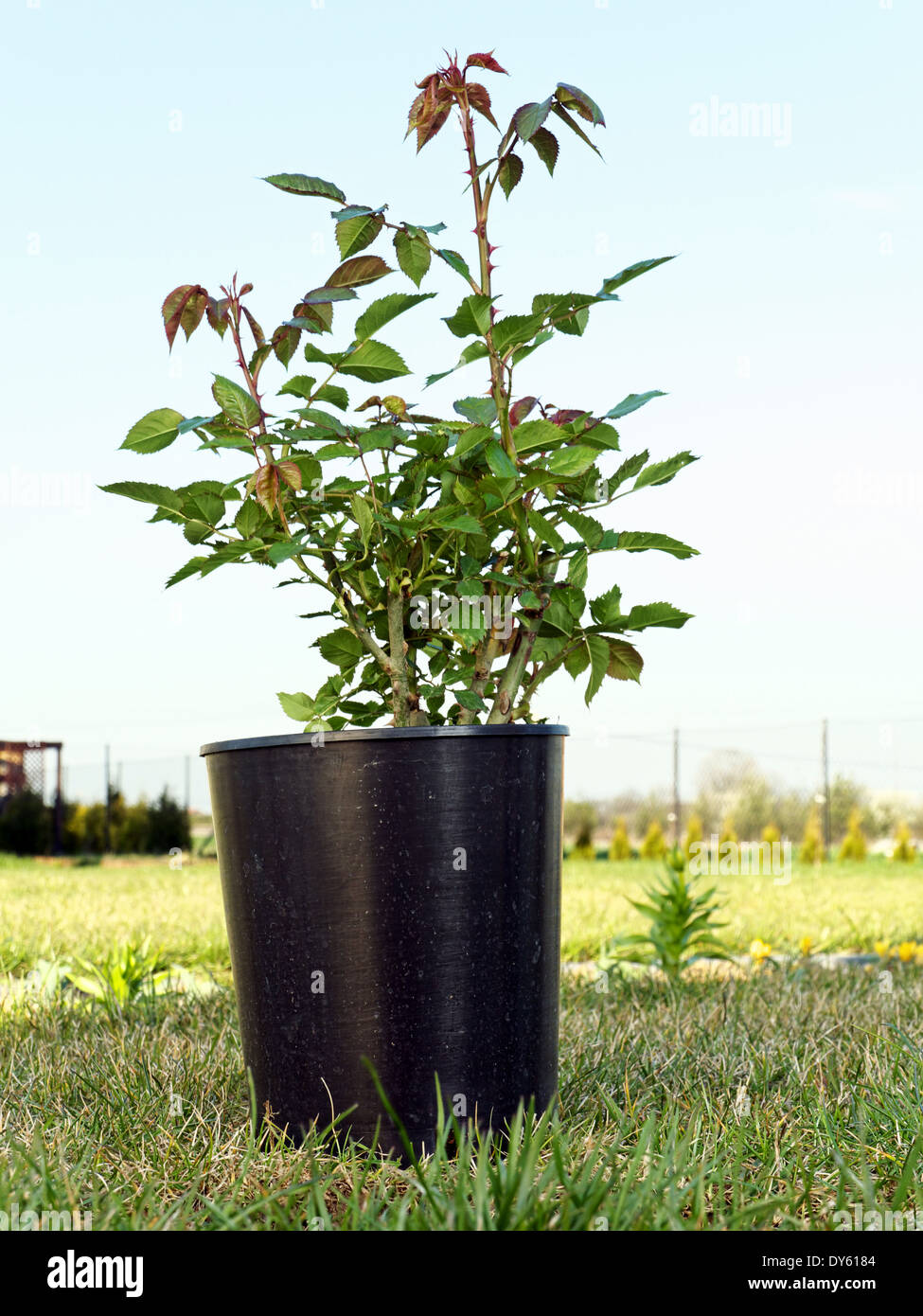 Arbuste rose en pot prêt à être planté dans le sol Banque D'Images