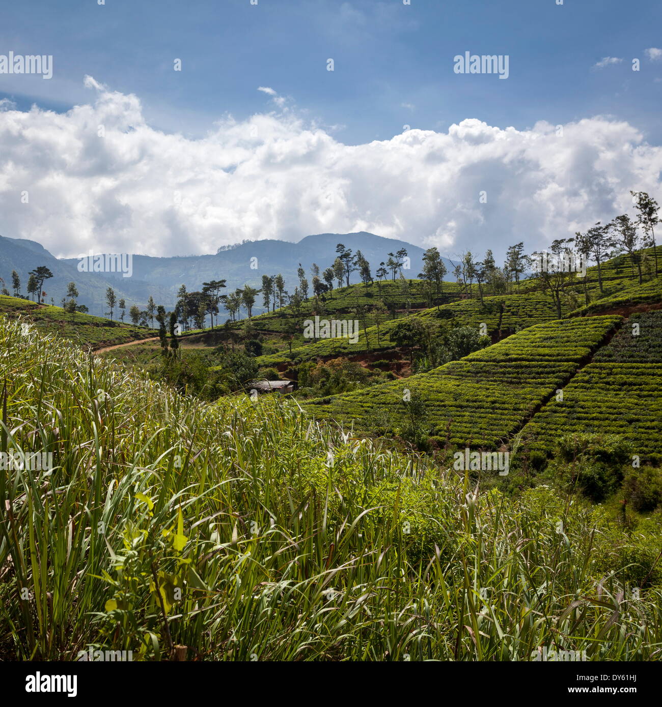 Les plantations de thé, dans la montagne, au Sri Lanka, en Asie Banque D'Images