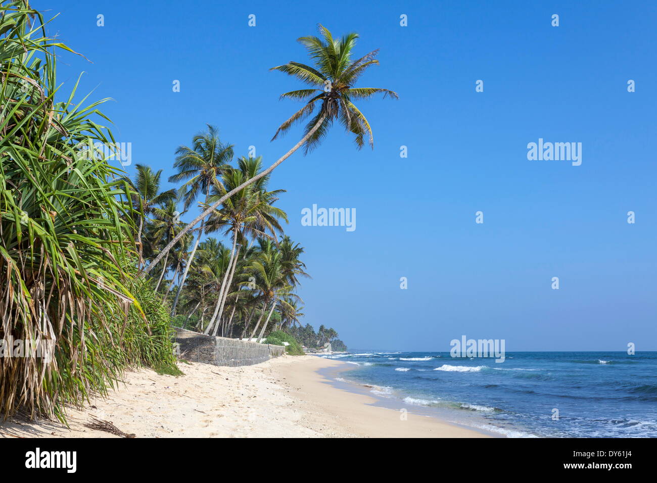 Plage et palmiers, Talpe, Sri Lanka, de l'Océan Indien, l'Asie Banque D'Images