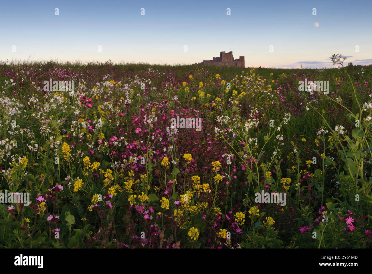 Fleurs sauvages dans la soirée sous le château de Bamburgh, Bamburgh, Northumberland, England Banque D'Images