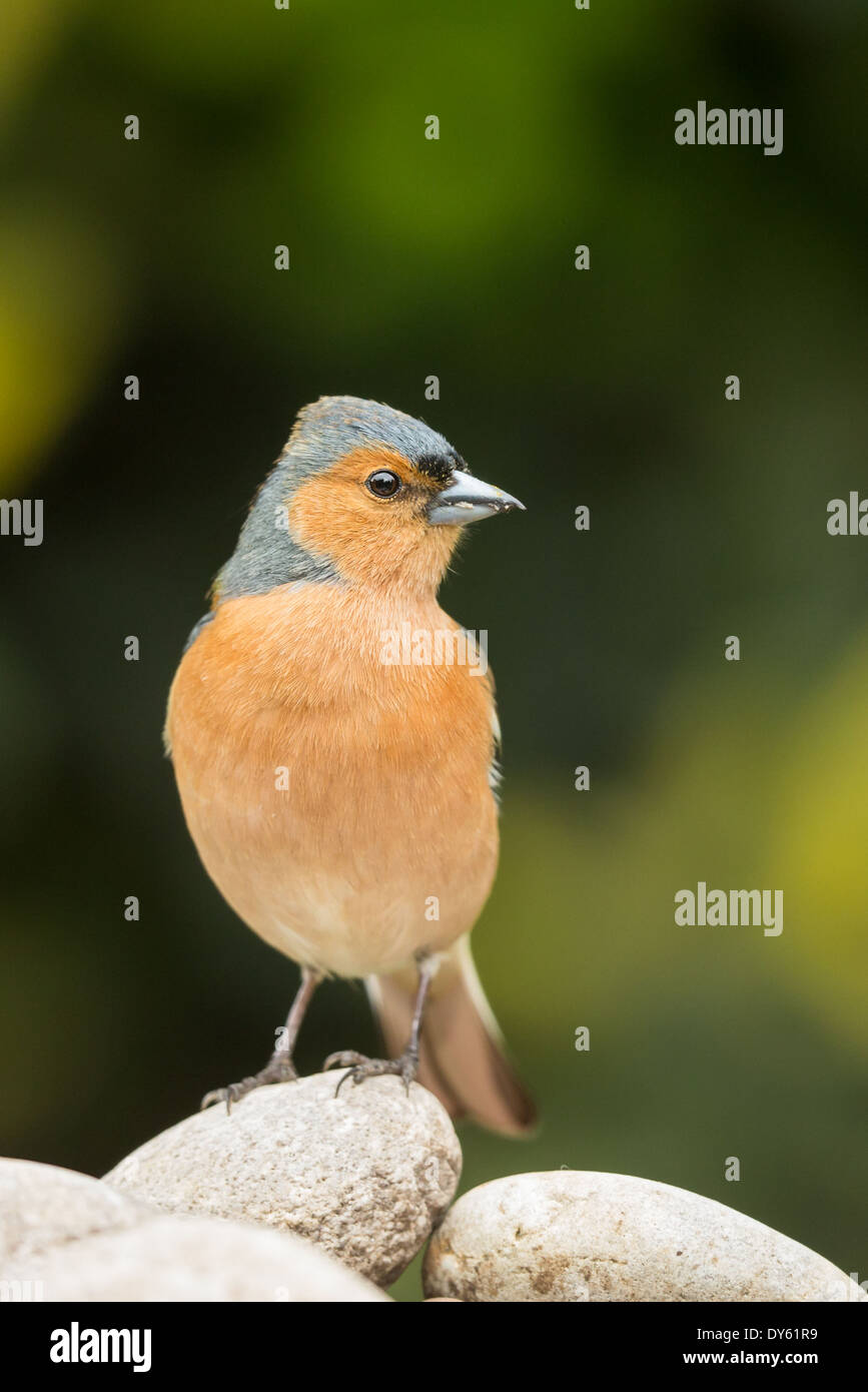 Mâle adulte (Fringilla coelebs Chaffinch) debout sur un caillou Banque D'Images