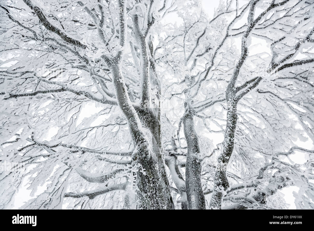 Arbres couverts de neige, Schauinsland, près de Freiburg im Breisgau, Forêt-Noire, Bade-Wurtemberg, Allemagne Banque D'Images