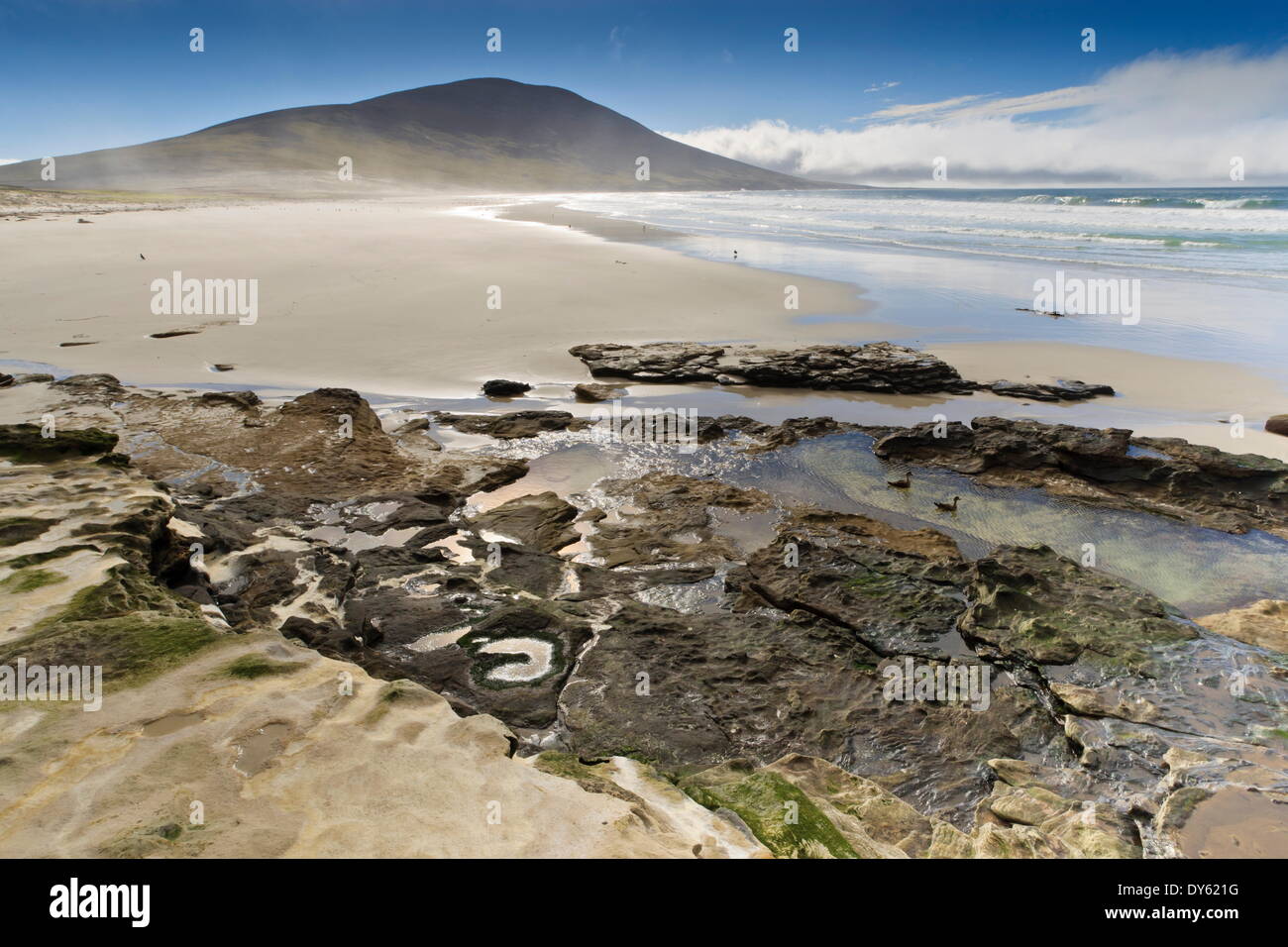 Paire de canards à crête de Patagonie (Lophonetta specularioides) dans une piscine, à la plage, l'encolure, Saunders Island, Îles Falkland Banque D'Images