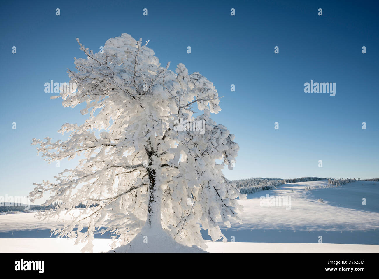 La neige a couvert des hêtres, Schauinsland, près de Freiburg im Breisgau, Forêt-Noire, Bade-Wurtemberg, Allemagne Banque D'Images