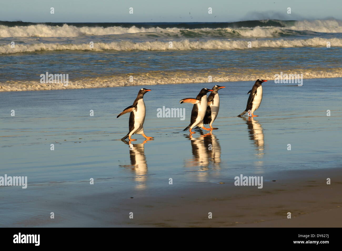 Compte manchots (Pygoscelis papua) sortir de la mer, l'encolure, Saunders Island, îles Malouines, l'Amérique du Sud Banque D'Images