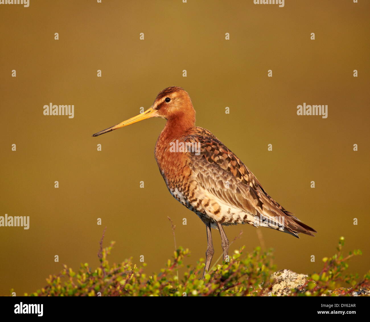 Black-Tailed hudsonienne (Limosa limosa), le lac Myvatn, l'Islande, les régions polaires Banque D'Images
