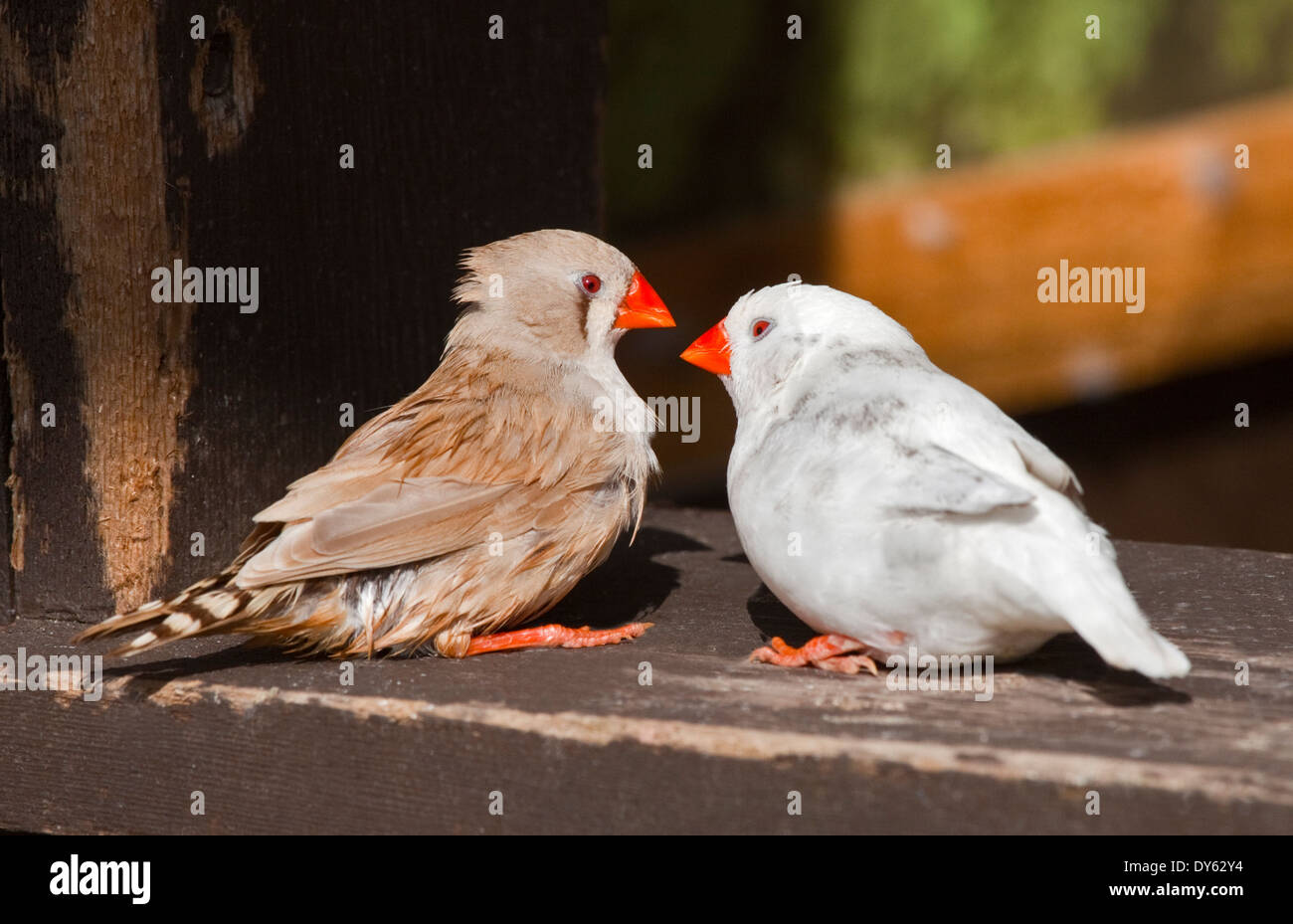 Diamants mandarins (Taeniopygia guttata) - blanche et couleur standard Banque D'Images