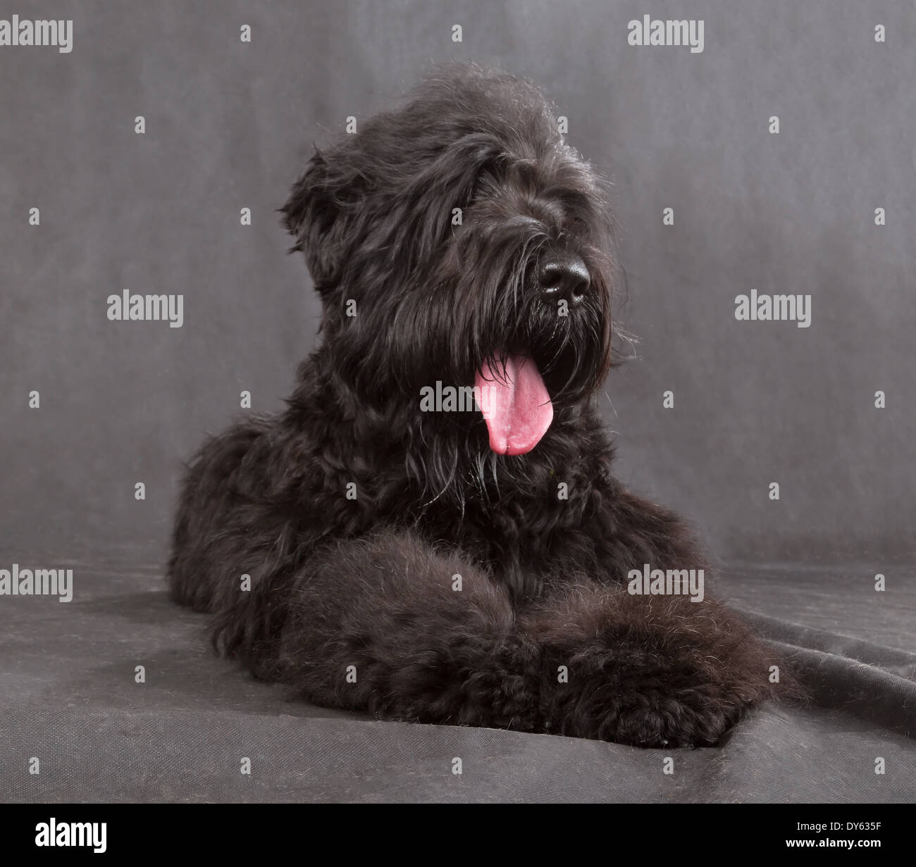 Black Russian Terrier (BRT ou chien de Staline) sur fond noir Banque D'Images