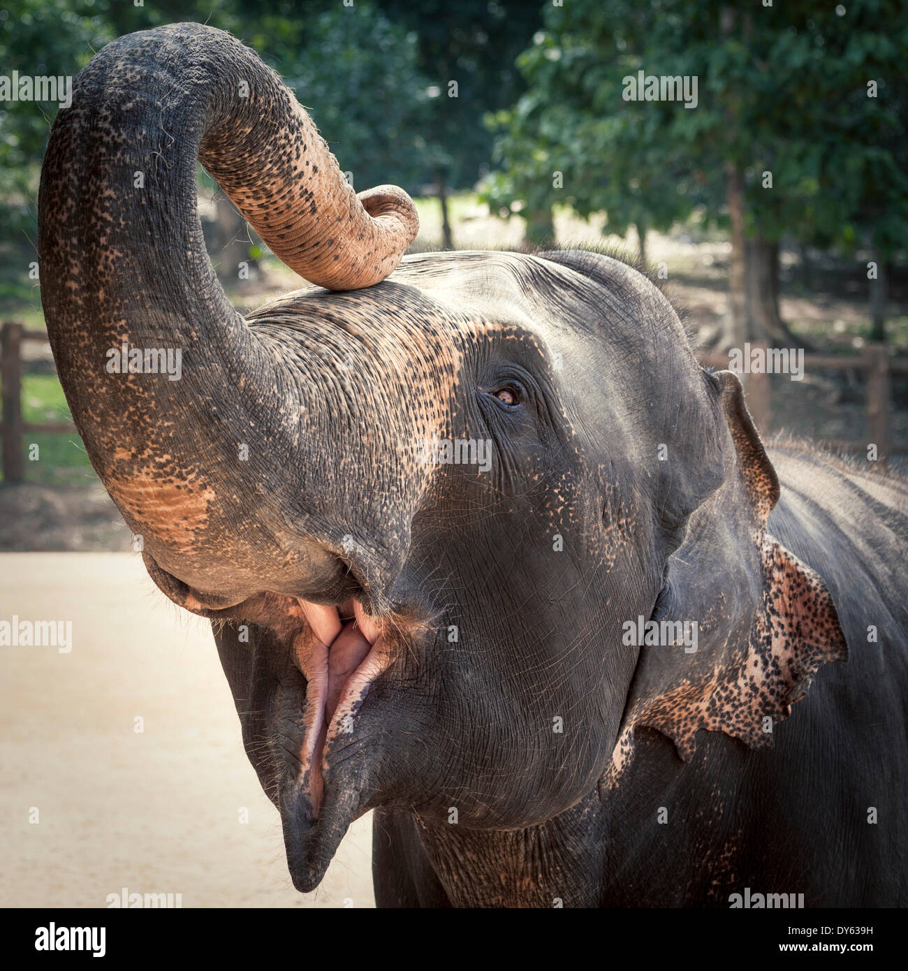 Pinnewala Elephant alimentant à l'orphelinat des éléphants, Sri Lanka, Asie Banque D'Images
