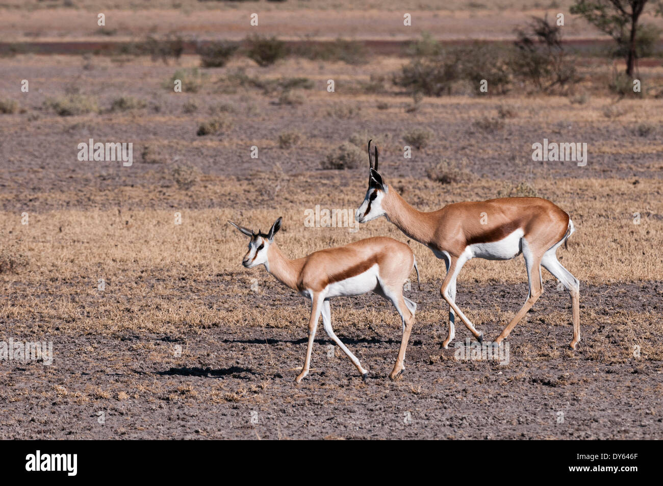 Le Springbok (Antidorcas marsupialis), Central Kalahari National Park, Botswana, Africa Banque D'Images