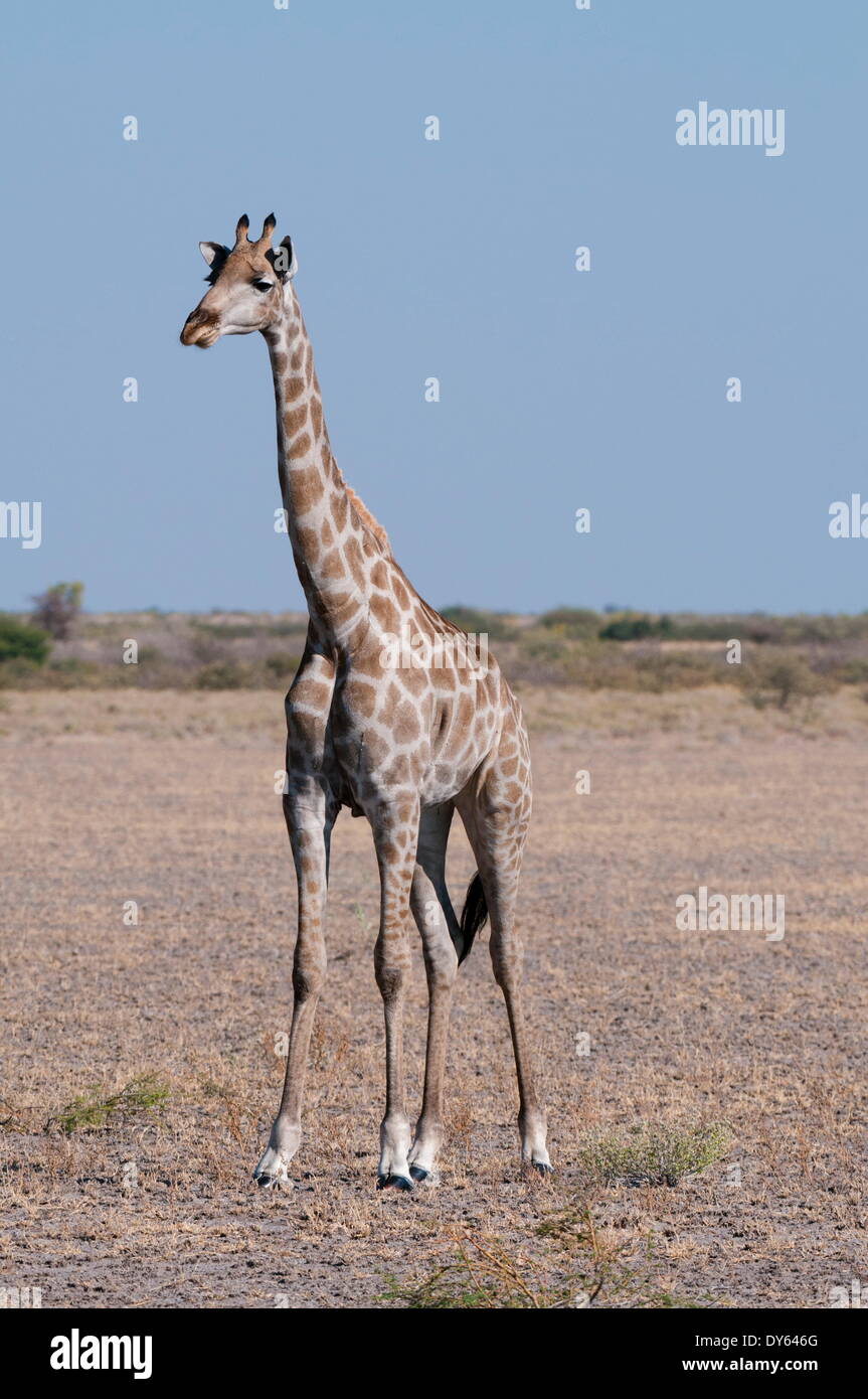 Le sud de Girafe (Giraffa camelopardalis), Central Kalahari National Park, Botswana, Africa Banque D'Images