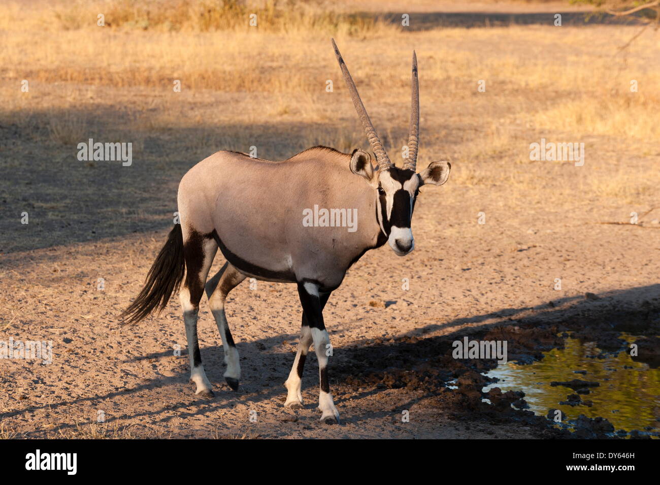 Gemsbok (Oryx gazella), Central Kalahari National Park, Botswana, Africa Banque D'Images