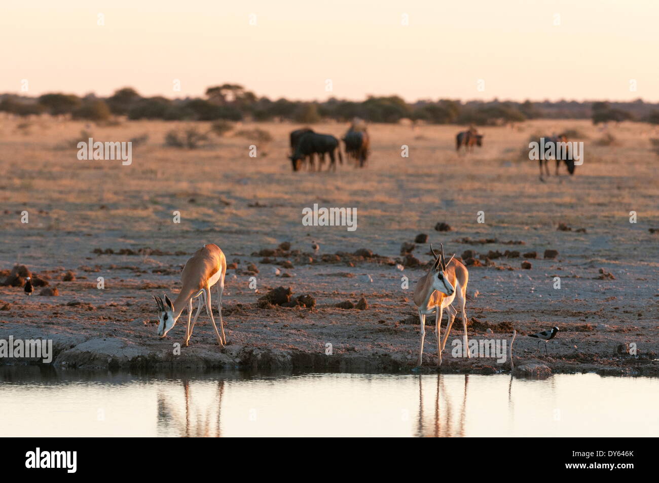 Le Springbok (Antidorcas marsupialis) au waterhole, Nxai Pan National Park, Botswana, Africa Banque D'Images