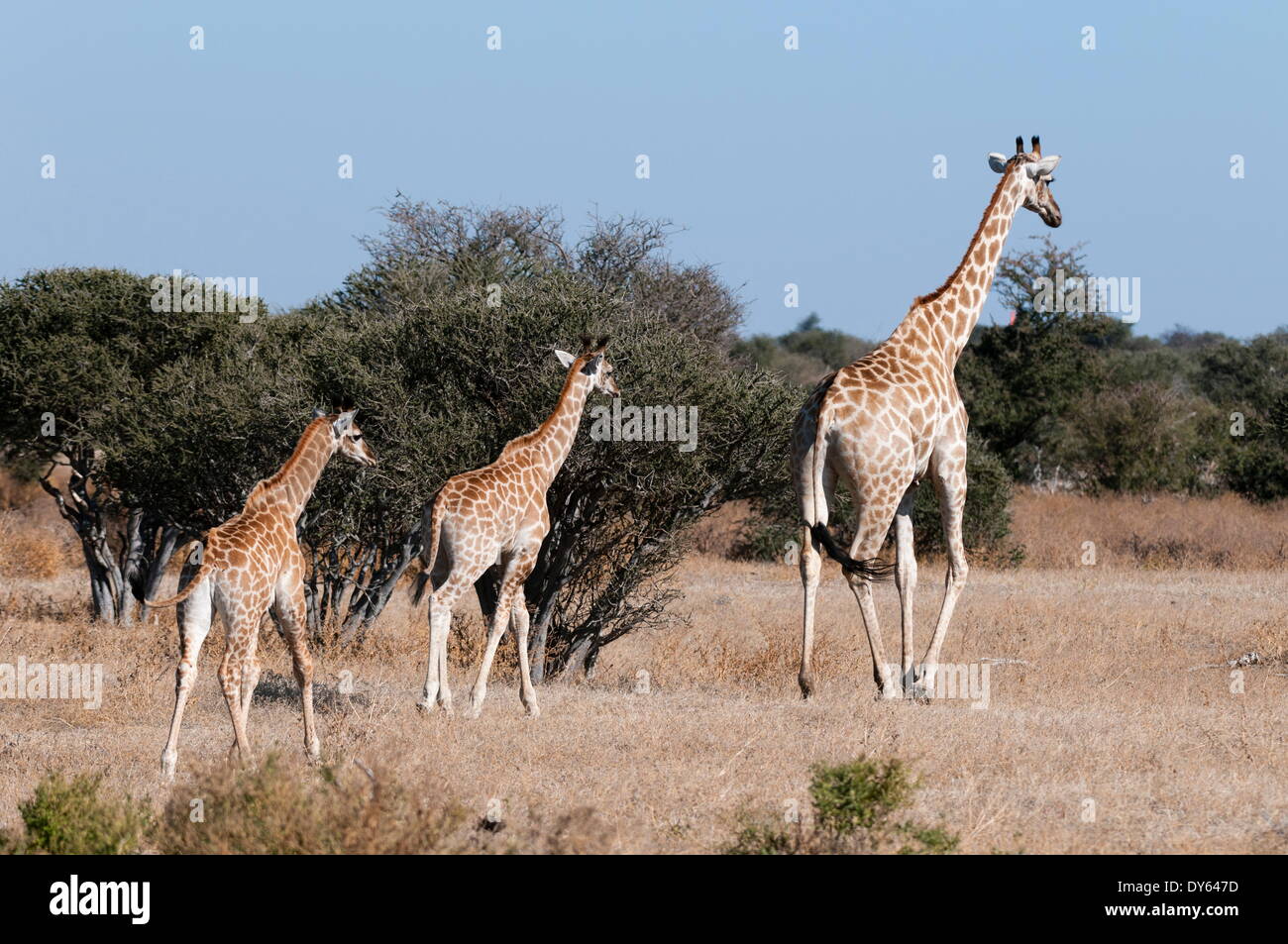 Le sud de Girafe (Giraffa camelopardalis), Mashatu, Botswana, Africa Banque D'Images