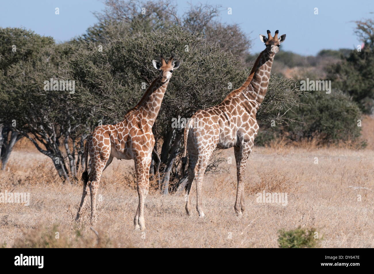 Le sud de Girafe (Giraffa camelopardalis), Mashatu, Botswana, Africa Banque D'Images