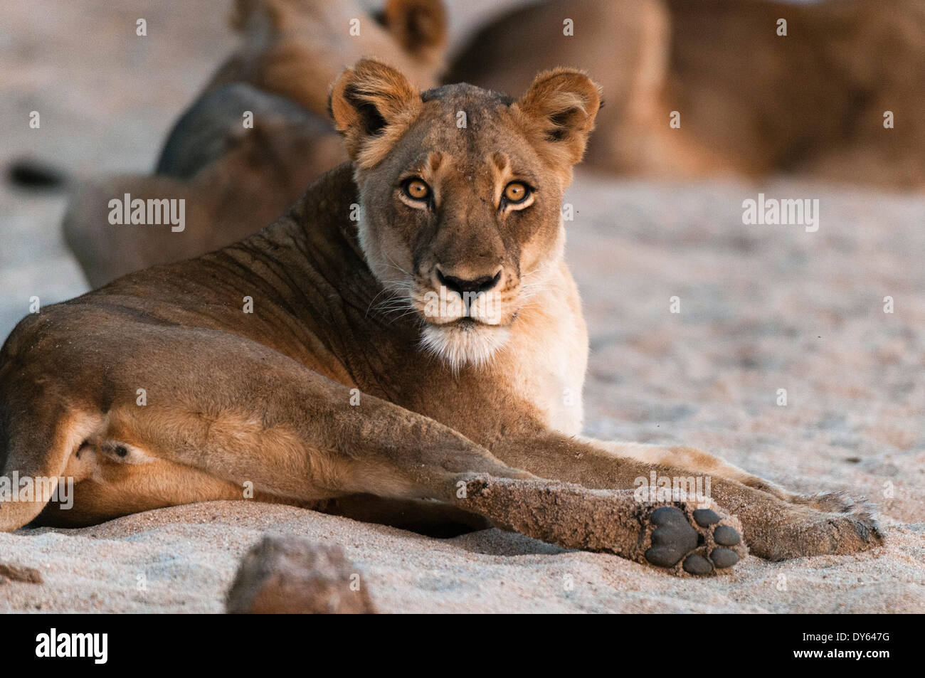 Lion (Panthera leo), Mala Mala Game Reserve, Afrique du Sud, l'Afrique Banque D'Images