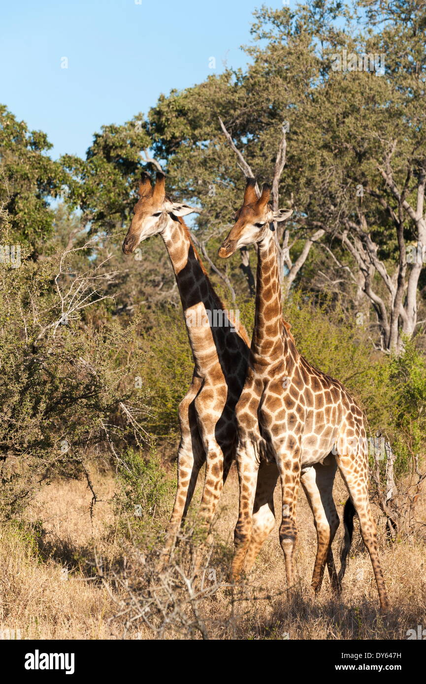 Le sud de Girafe (Giraffa camelopardalis), Mala Mala Game Reserve, Afrique du Sud, l'Afrique Banque D'Images