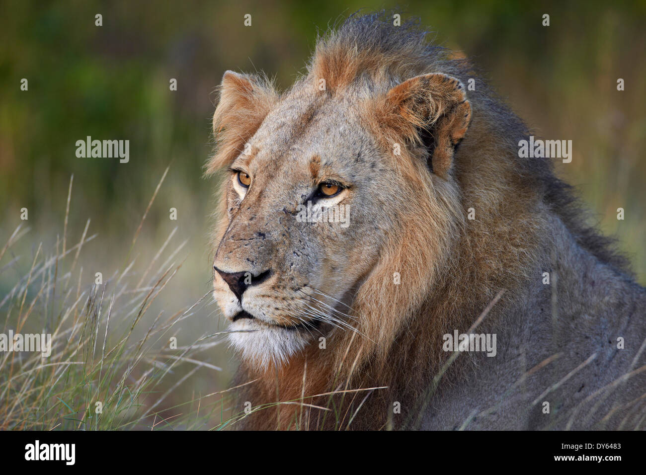 Lion (Panthera leo), Kruger National Park, Afrique du Sud, l'Afrique Banque D'Images