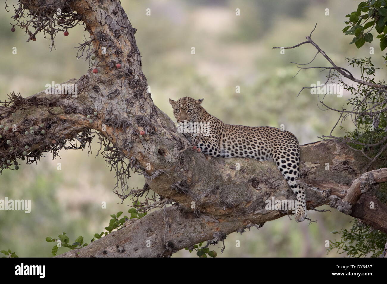 Leopard (Panthera pardus) dans un figuier, Kruger National Park, Afrique du Sud, l'Afrique Banque D'Images