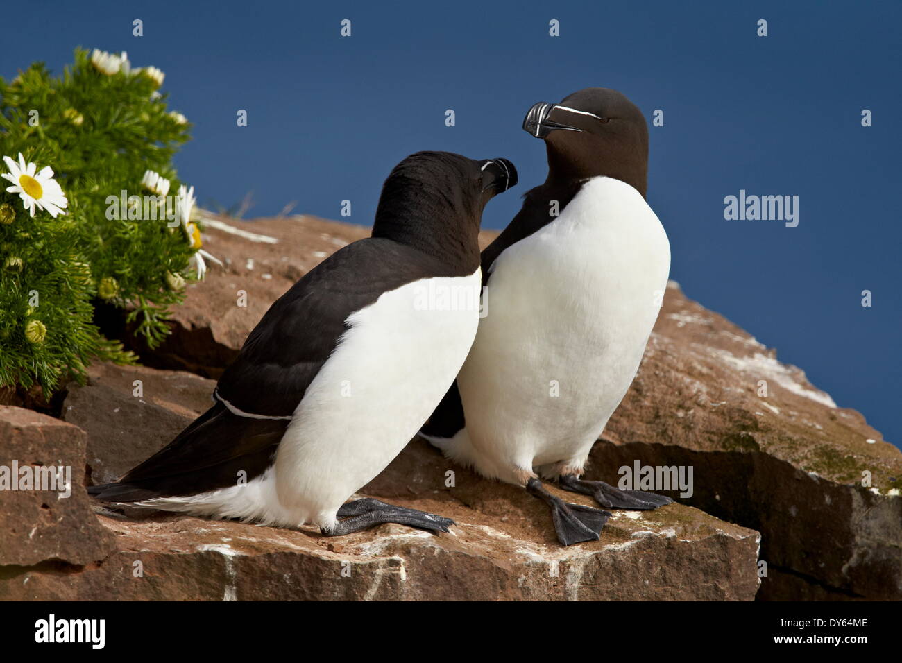 Petit pingouin (Alca torda) paire, l'Islande, les régions polaires Banque D'Images