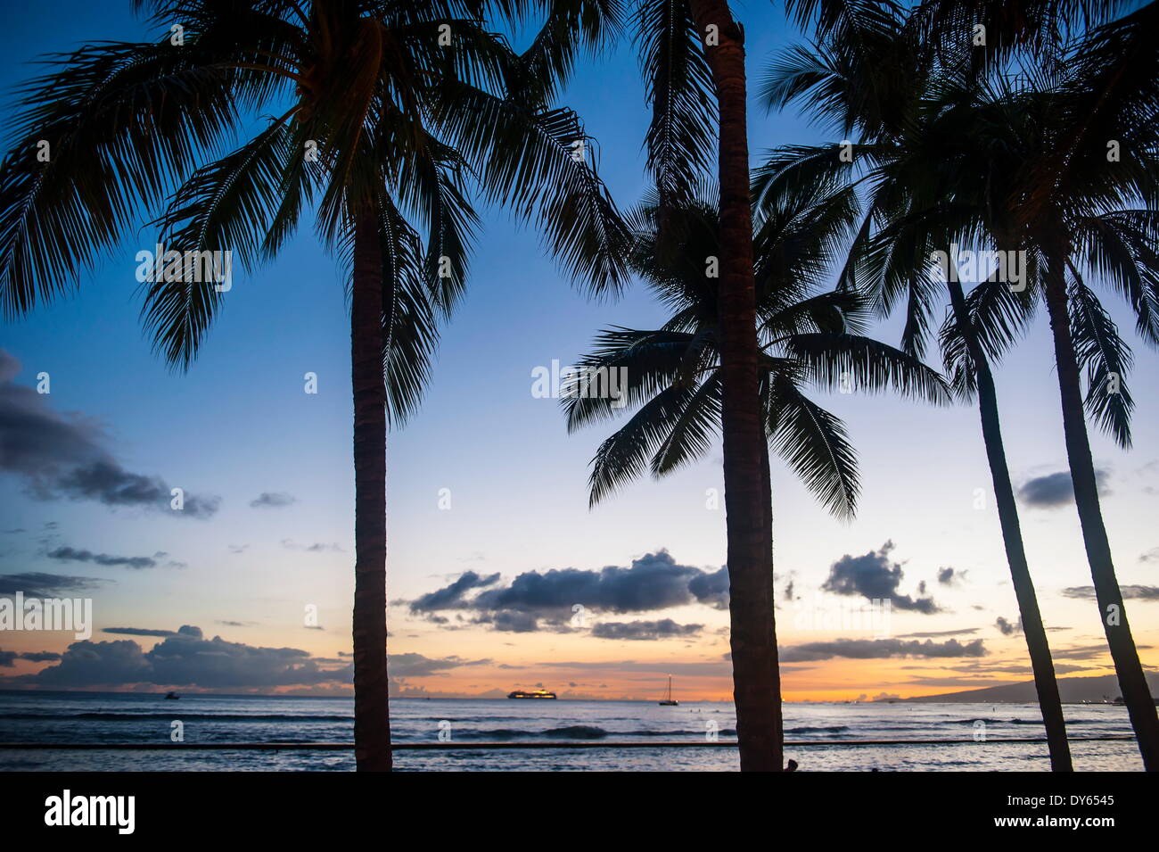 Palmiers sur la plage de Waikiki, Oahu, Hawaii, United States of America, Pacifique Banque D'Images