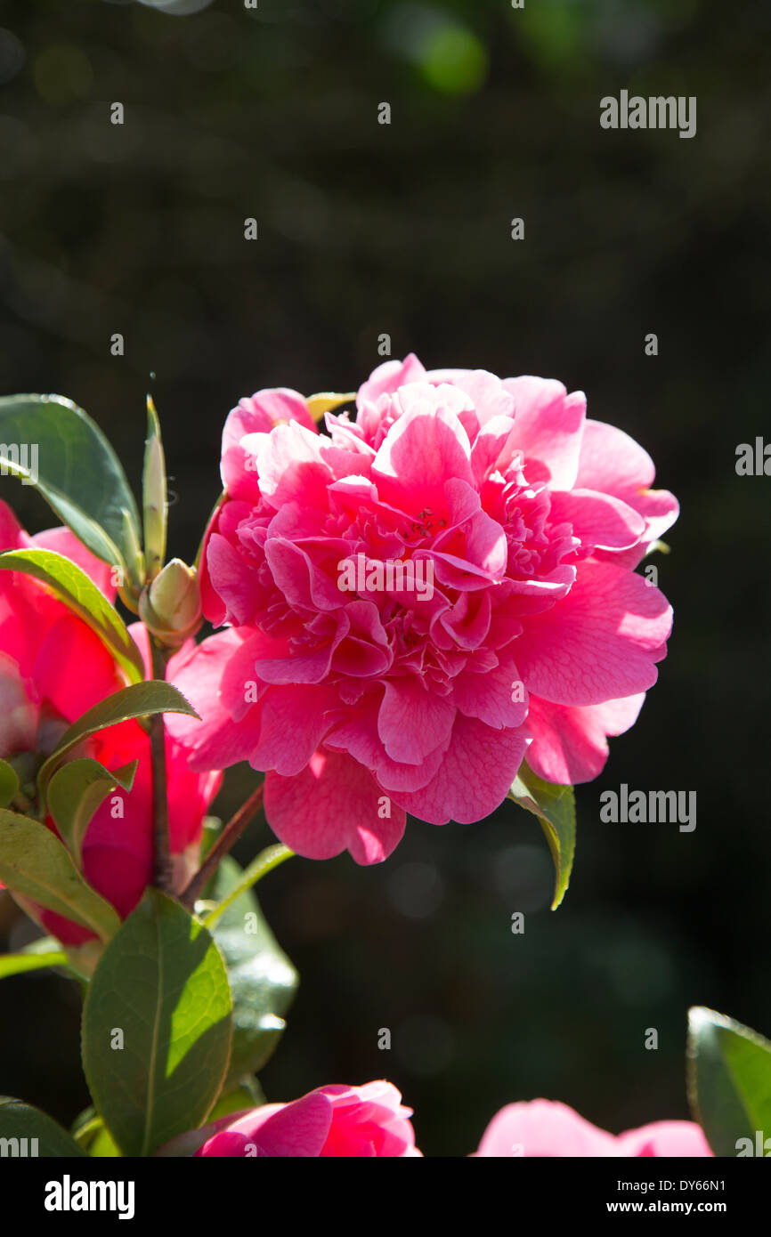 Fleur de camélia rose ensoleillée dans un jardin anglais Banque D'Images