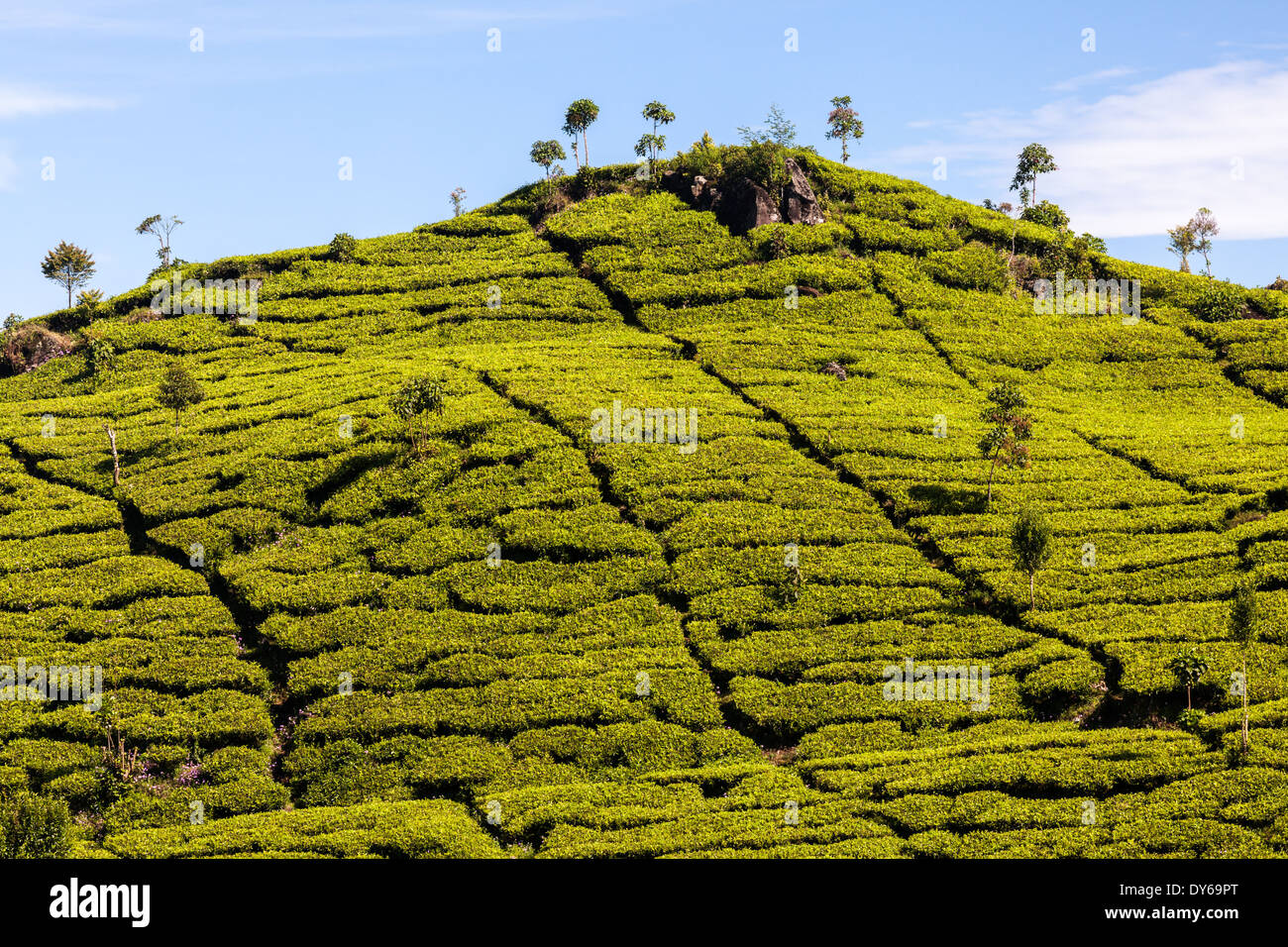 Rangées de thé (Camellia sinensis) douilles sur la plantation de thé près de Ciwidey, Java ouest, Indonésie Banque D'Images