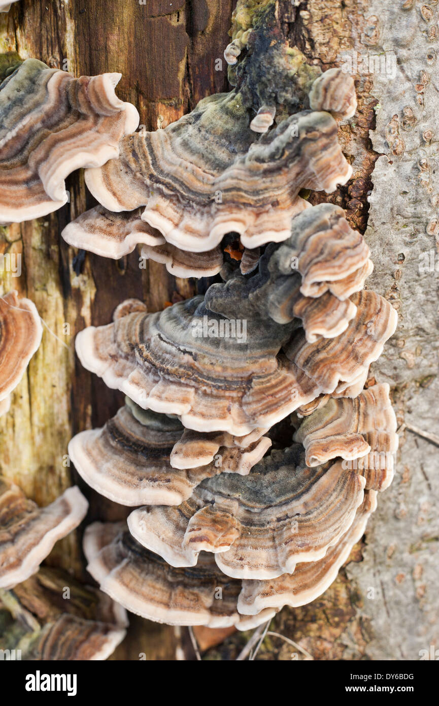 Champignon poussant sur un vieux tronc d
