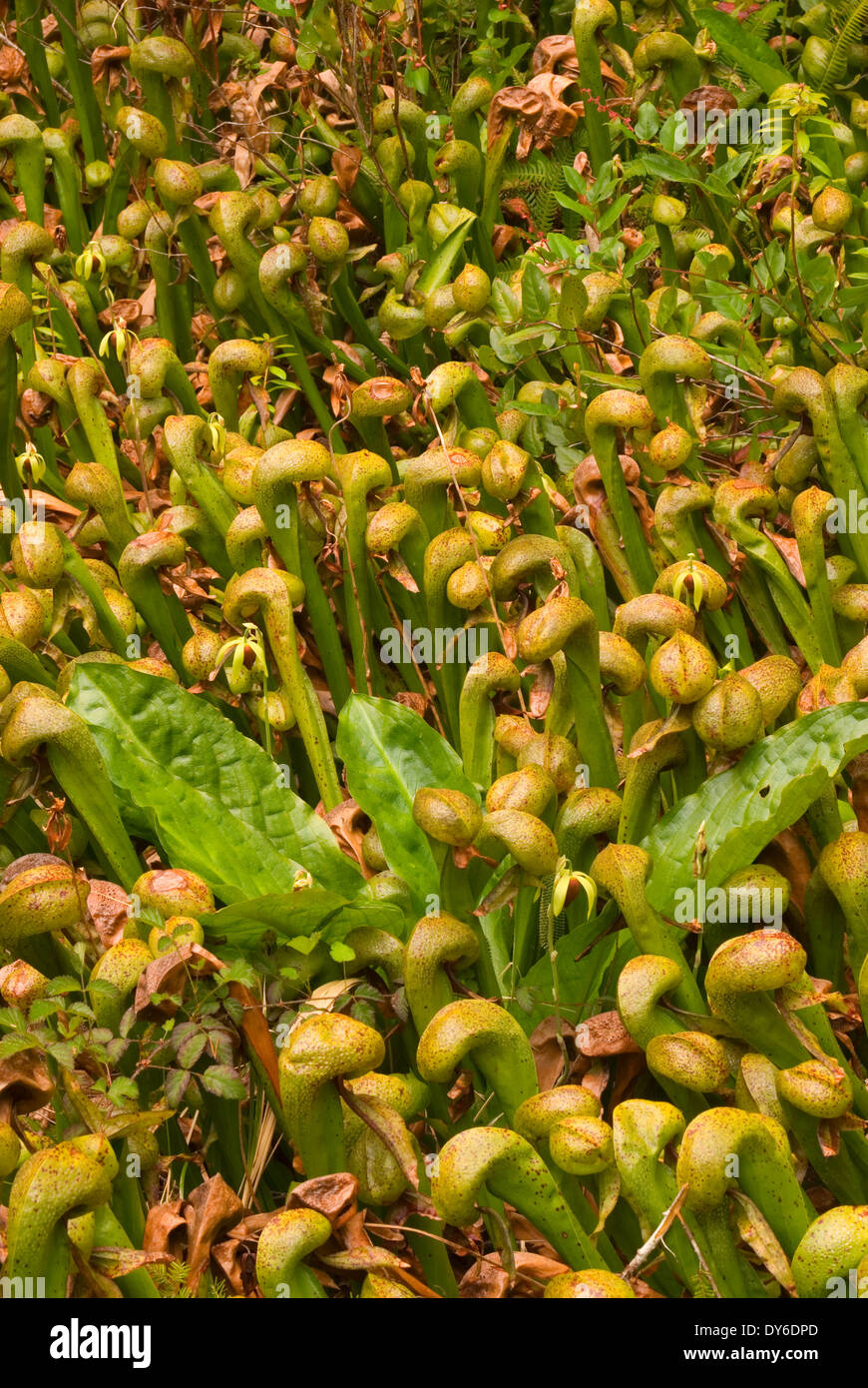 Darlingtonia (sarracénie pourpre), État de la route botanique Darlingtonia, Oregon Banque D'Images