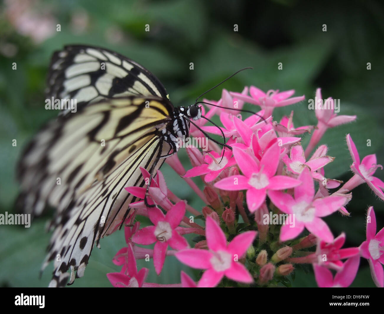 Papillon jaune macro sur les fleurs Banque D'Images